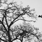 a black and white photo of a bird flying over a tree